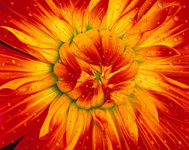Flower Power by Gary Greene
